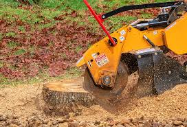 Tree and Shrub Care in Kenbridge, VA