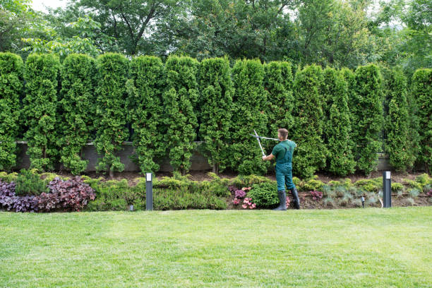 Professional Tree Services in Kenbridge, VA