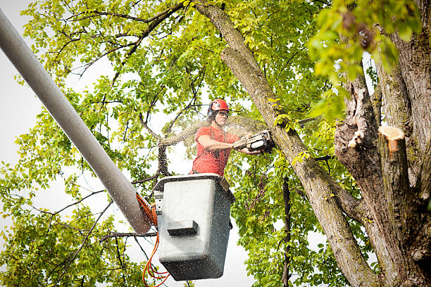 How Our Tree Care Process Works  in Kenbridge, VA